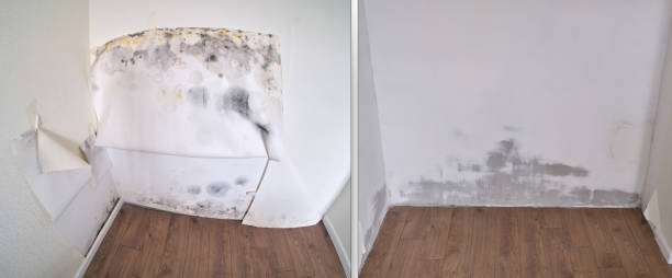 Professional Mold Removal in Covington, WA